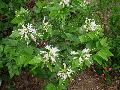 Anacacho Orchid Tree / Bauhinia lunarioides 